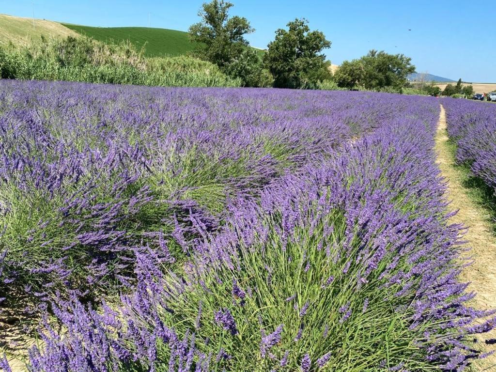 Podere Il Mulino Pieve di Santa Luce Екстер'єр фото
